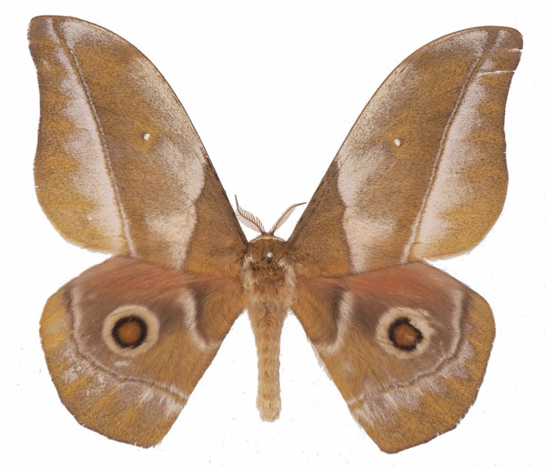 /filer/webapps/moths/media/images/R/rhodophila_Gonimbrasia_AM_Basquina.jpg
