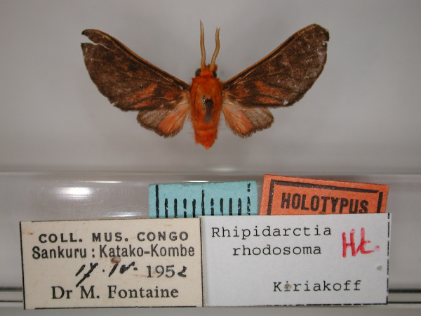 /filer/webapps/moths/media/images/R/rhodosoma_Rhipidarctia_HT_RMCA_01.jpg