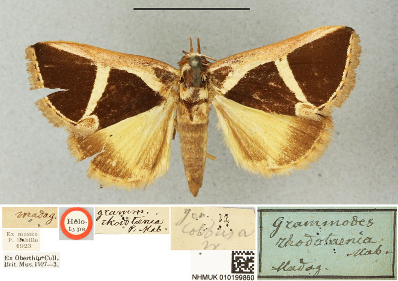 /filer/webapps/moths/media/images/R/rhodotaenia_Grammodes_HT_BMNH.jpg