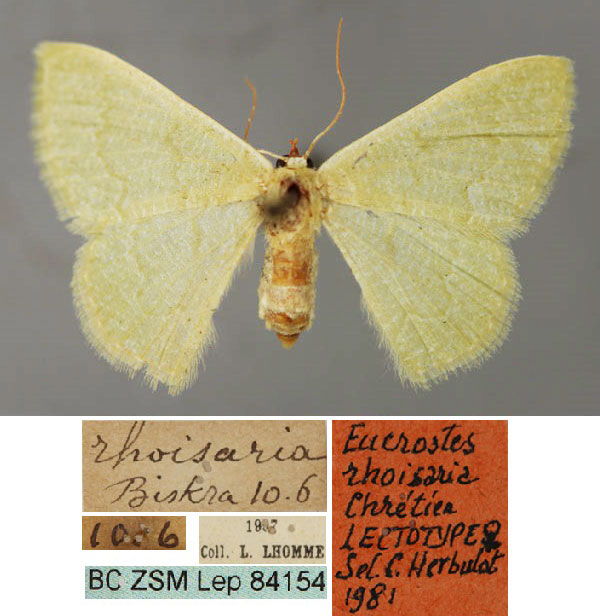 /filer/webapps/moths/media/images/R/rhoisaria_Phaiogramma_LT_ZSM_01.jpg