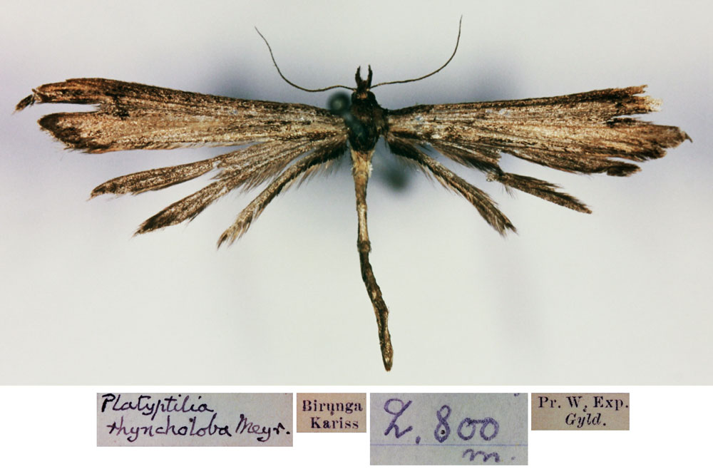 /filer/webapps/moths/media/images/R/rhyncholoba_Platyptilia_ST_BMNH.jpg