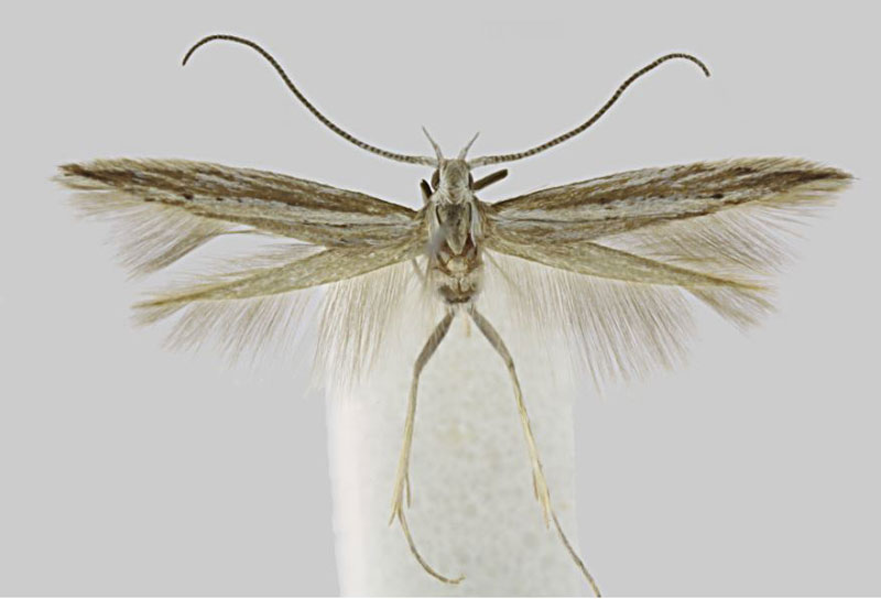 /filer/webapps/moths/media/images/R/riftella_Coleophora_HT_BMNH.jpg