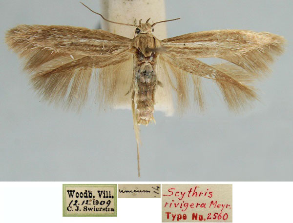 /filer/webapps/moths/media/images/R/rivigera_Scythris_HT_TMSA_Rbz52Su.jpg