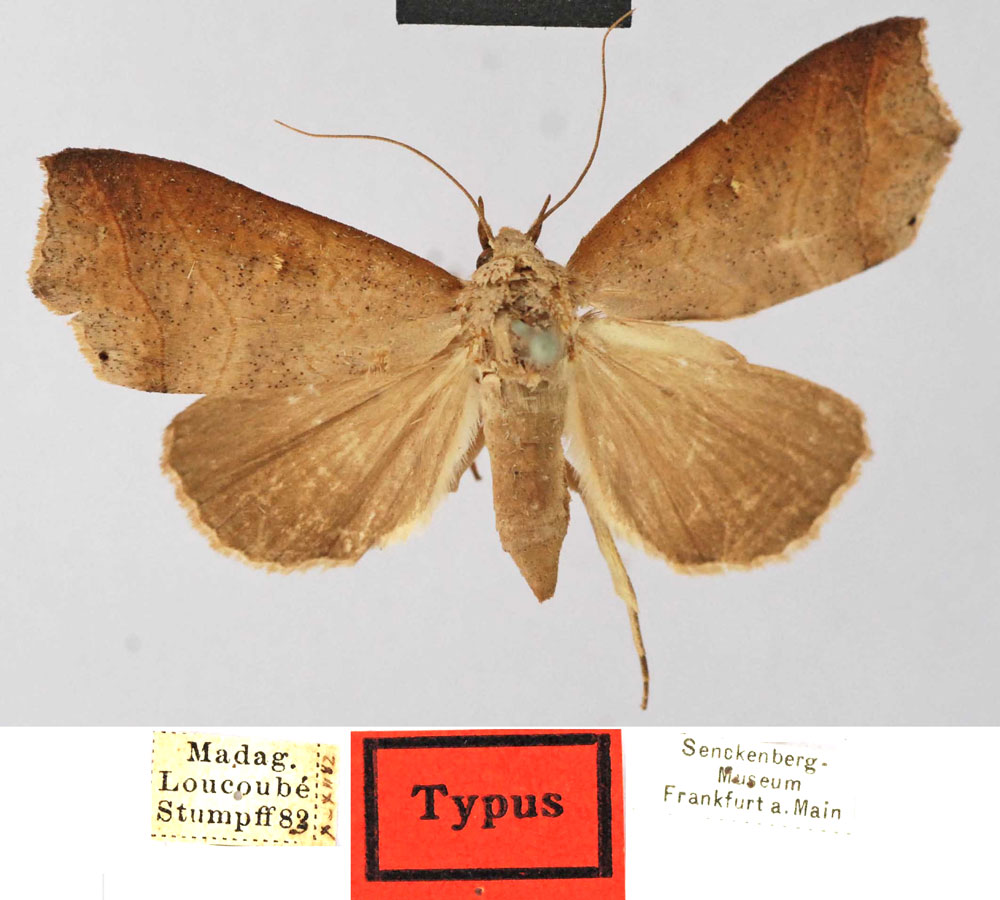/filer/webapps/moths/media/images/R/rivosa_Maronis_STM_SNMF.jpg