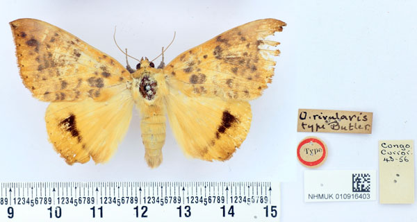 /filer/webapps/moths/media/images/R/rivularis_Ophisma_HT_BMNH.jpg