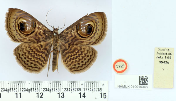 /filer/webapps/moths/media/images/R/rivuligera_Calliodes_HT_BMNH.jpg