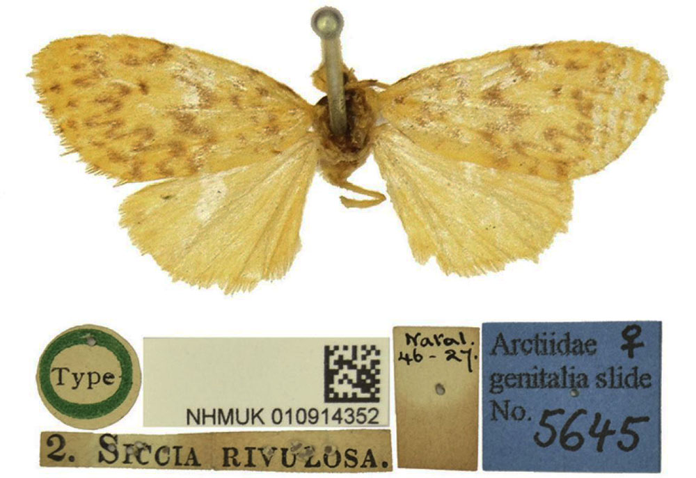 /filer/webapps/moths/media/images/R/rivulosa_Siccia_HT_BMNH.jpg