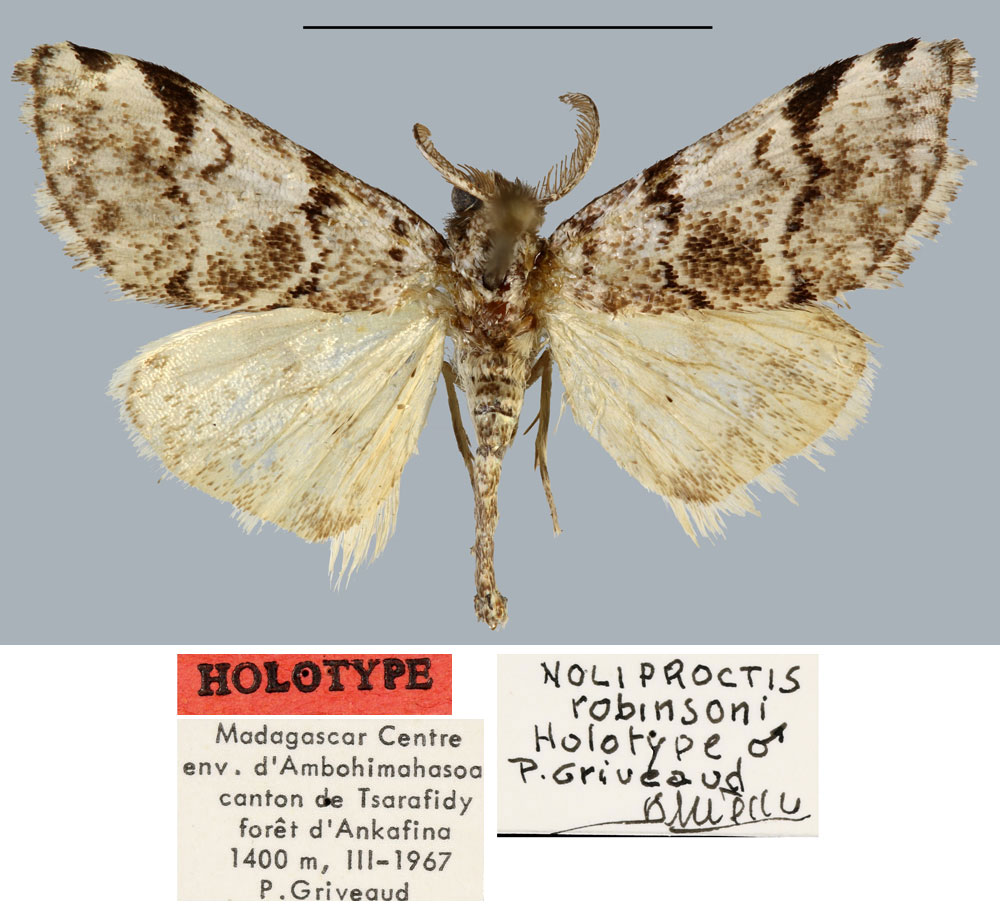 /filer/webapps/moths/media/images/R/robinsoni_Noliproctis_HT_MNHN.jpg