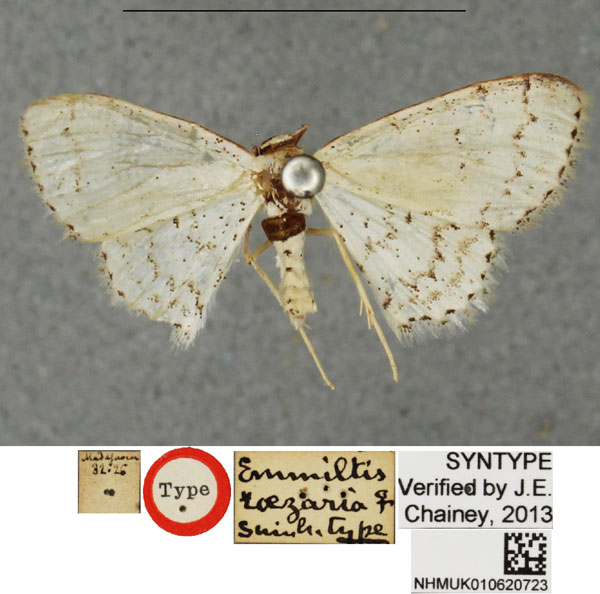 /filer/webapps/moths/media/images/R/roezaria_Scopula_HT_BMNH.jpg