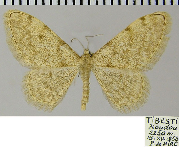/filer/webapps/moths/media/images/R/romanarioides_Glossotrophia_AM_ZSMa.jpg