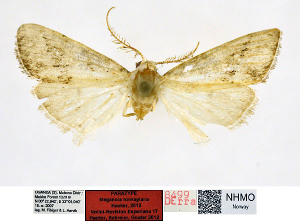 /filer/webapps/moths/media/images/R/ronkayiana_Meganola_PT_NHMO_01_OjkTVO9.jpg