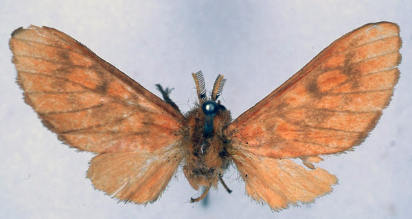 /filer/webapps/moths/media/images/R/rosacea_Rhipidarctia_HT_BMNH_01.jpg