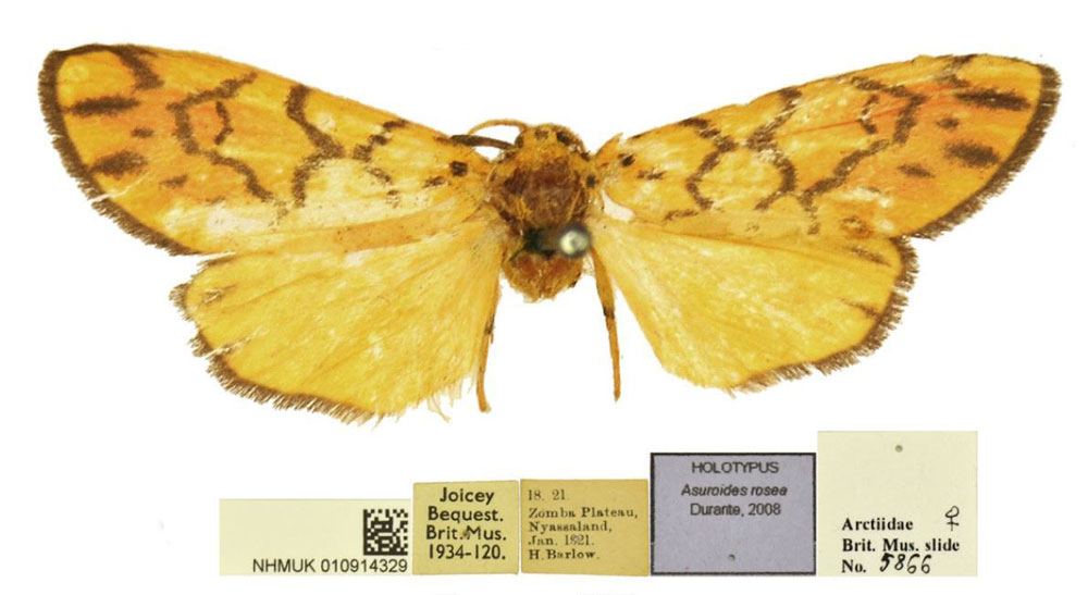 /filer/webapps/moths/media/images/R/rosea_Asuroides_HT_BMNH.jpg