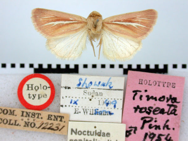/filer/webapps/moths/media/images/R/roseata_Timora_HT_BMNH.jpg
