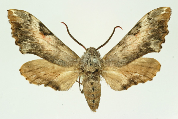 /filer/webapps/moths/media/images/R/roseicornis_Poliodes_AM_Basquin.jpg