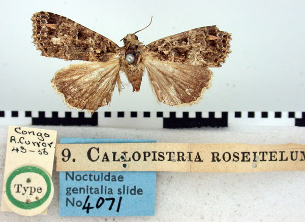 /filer/webapps/moths/media/images/R/roseitelum_Erastria_HT_BMNH.jpg