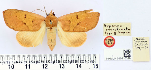 /filer/webapps/moths/media/images/R/roseitincta_Hypanua_HT_BMNH.jpg