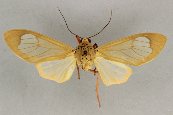 /filer/webapps/moths/media/images/R/roseomarginata_Amerila_LT_BMNH.jpg