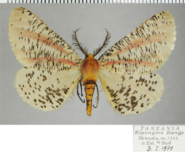 /filer/webapps/moths/media/images/R/roseovittata_Rhodophthitus_AM_ZSMa.jpg