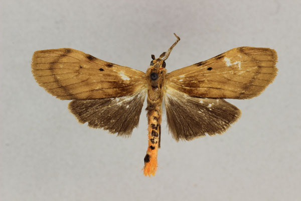 /filer/webapps/moths/media/images/R/rothi_Stenarctia_HT_BMNH.jpg