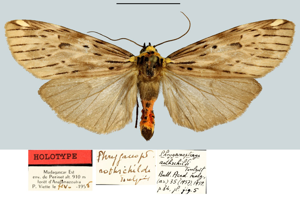 /filer/webapps/moths/media/images/R/rothschildi_Phryganopteryx_HT_MNHN.jpg
