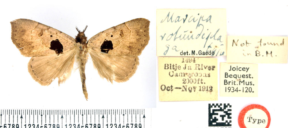 /filer/webapps/moths/media/images/R/rotundiplaga_Marcipa_HT_BMNH.jpg