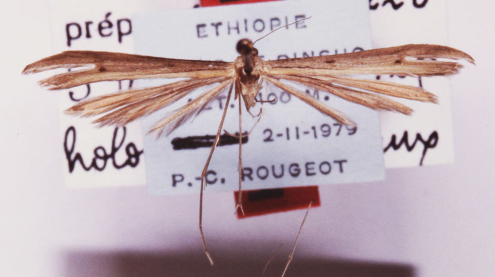 /filer/webapps/moths/media/images/R/rougeoti_Stenoptilia_HT_BMNH.jpg