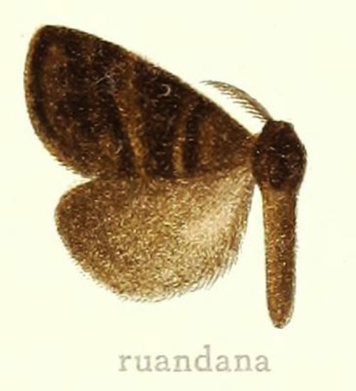 /filer/webapps/moths/media/images/R/ruandana_Homochira_HT_Hering_28c.jpg