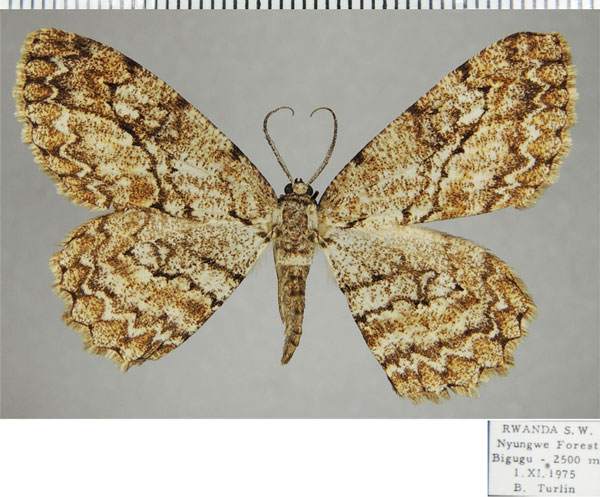 /filer/webapps/moths/media/images/R/ruandana_Zeuctoboarmia_AF_ZSM.jpg
