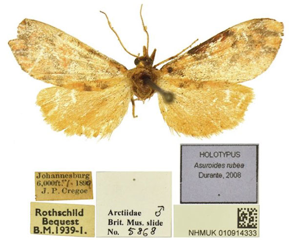 /filer/webapps/moths/media/images/R/rubea_Asuroides_HT_BMNH.jpg