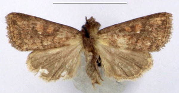 /filer/webapps/moths/media/images/R/rubella_Melionica_AM_BMNH.jpg