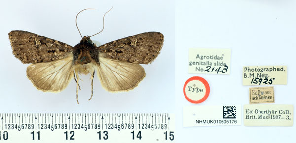 /filer/webapps/moths/media/images/R/rubiana_Mamestra_HT_BMNH.jpg