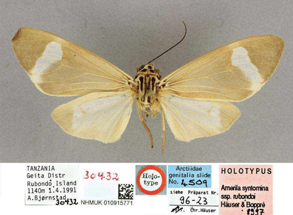/filer/webapps/moths/media/images/R/rubondoi_Amerila_HT_BMNH.jpg