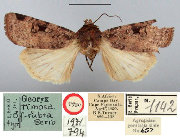 /filer/webapps/moths/media/images/R/rubra_Georyx_HT_BMNH.jpg