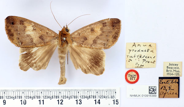 /filer/webapps/moths/media/images/R/rubrescens_Anua_HT_BMNH.jpg