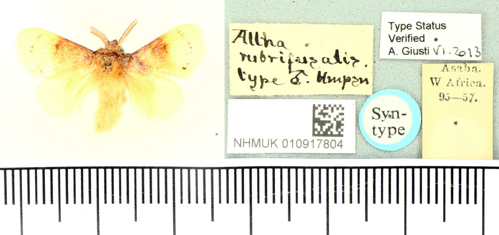 /filer/webapps/moths/media/images/R/rubrifusalis_Altha_HT_BMNH.jpg
