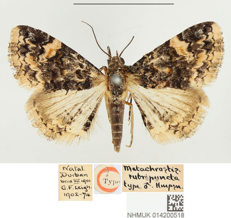 /filer/webapps/moths/media/images/R/rubripuncta_Metachrostis_HT_BMNH.jpg