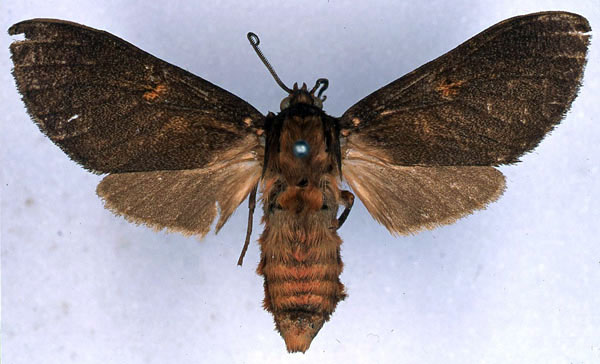 /filer/webapps/moths/media/images/R/rubripuncta_Metarctia_HT_BMNH_01.jpg