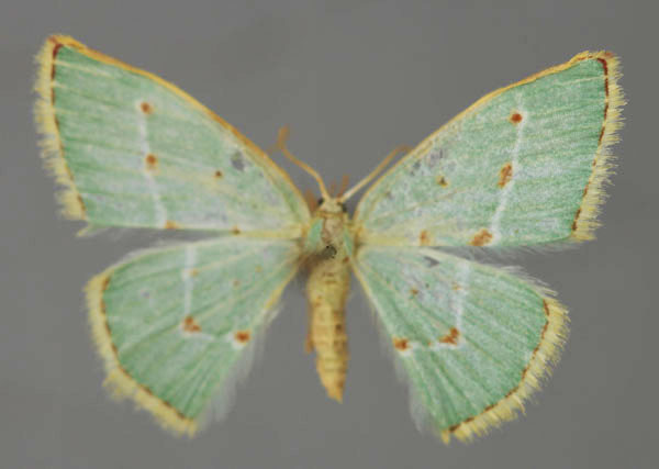 /filer/webapps/moths/media/images/R/rubristicta_Comostolopsis_A_ZSM_01.jpg