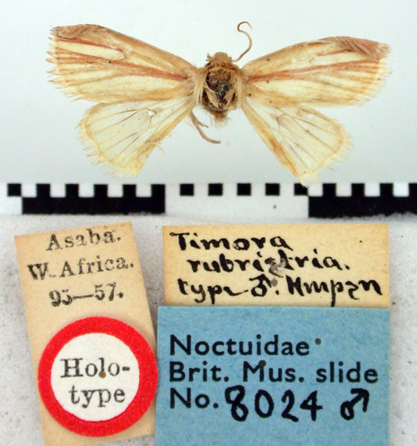 /filer/webapps/moths/media/images/R/rubristria_Timora_HT_BMNH.jpg