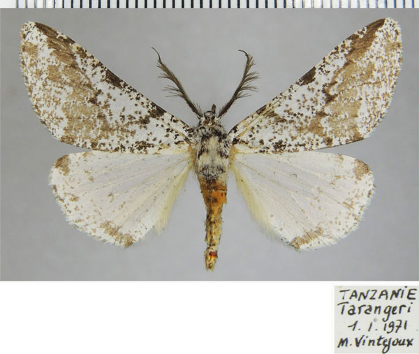/filer/webapps/moths/media/images/R/rudicornis_Rhodophthitus_AM_ZSMa.jpg