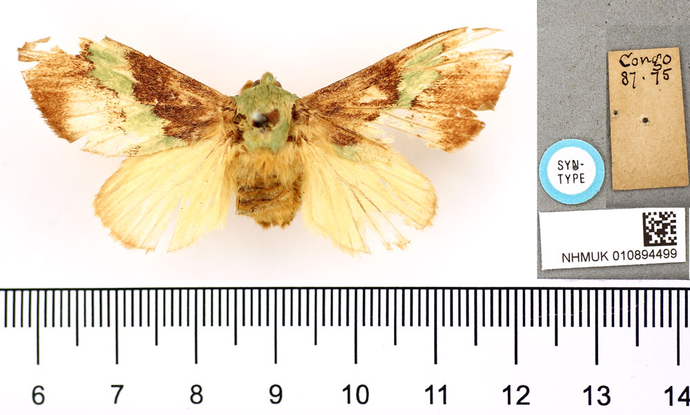 /filer/webapps/moths/media/images/R/rudis_Nyssia_STF_BMNH.jpg
