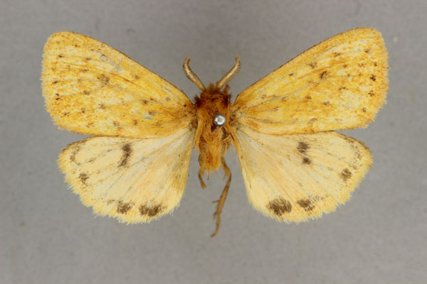 /filer/webapps/moths/media/images/R/rufa_Carcinarctia_HT_BMNH.jpg