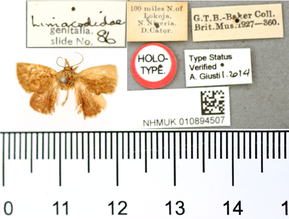 /filer/webapps/moths/media/images/R/rufa_Trachyptena_HT_BMNH.jpg
