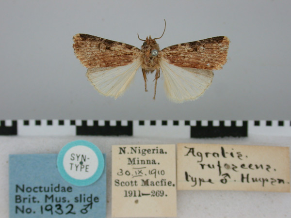 /filer/webapps/moths/media/images/R/rufescens_Agrotis_ST_BMNH.jpg