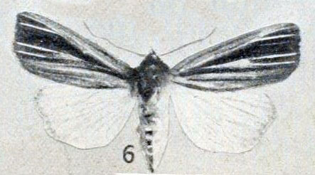 /filer/webapps/moths/media/images/R/rufescens_Borolia_HT_Gaede_1916_6.jpg