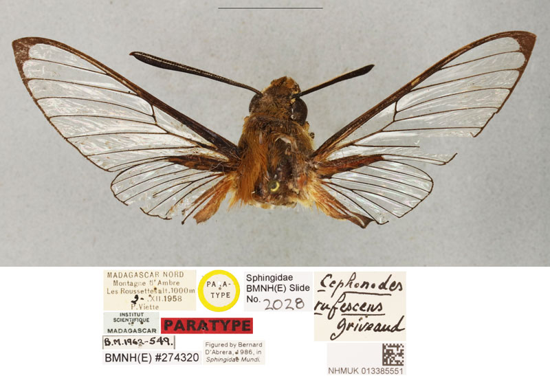 /filer/webapps/moths/media/images/R/rufescens_Cephonodes_PTM_BMNH.jpg