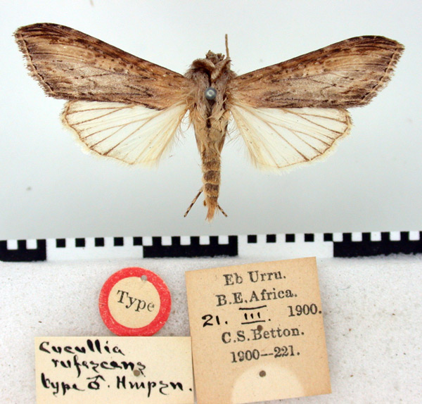 /filer/webapps/moths/media/images/R/rufescens_Cucullia_HT_BMNH.jpg