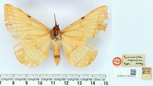/filer/webapps/moths/media/images/R/rufescens_Pyramarista_HT_BMNH.jpg