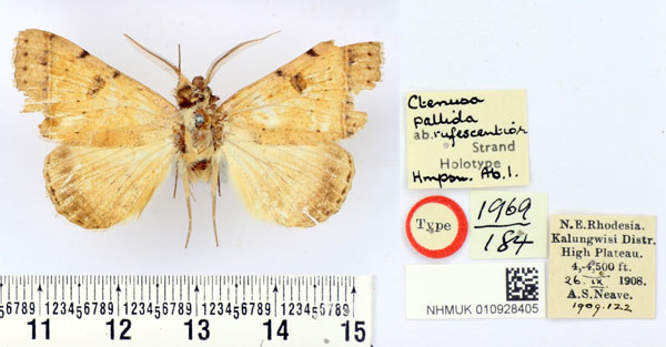 /filer/webapps/moths/media/images/R/rufescentior_Ctenusa_HT_BMNH.jpg